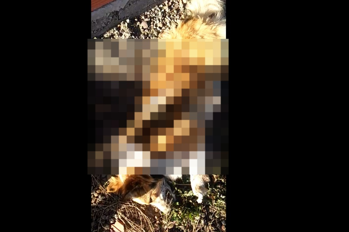 Preocupación de vecina por la aparición de un perro muerto en Bahía San Blas (IMÁGENES SENSIBLES)