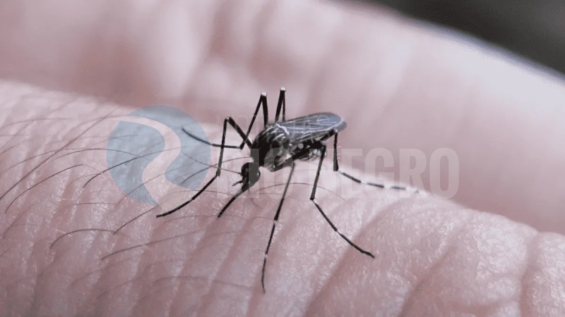 (AUDIO) Buscan incentivar la prevención del dengue ante la aparición de tres casos autóctonos en Bahía Blanca