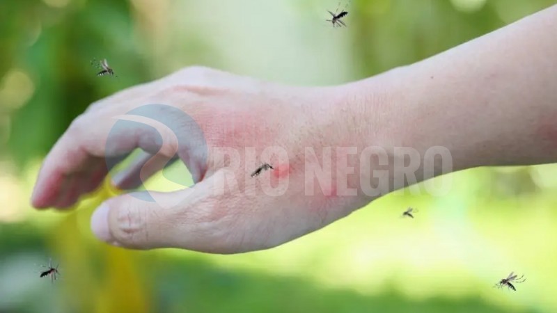 Invasión de mosquitos: «Tiene que ver con el cambio climático»