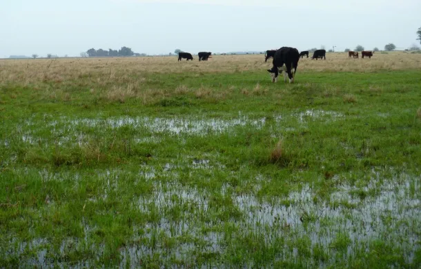 Realizan ayudas a productores por la sequía: “Las últimas lluvias trajeron más perjuicios que beneficios”