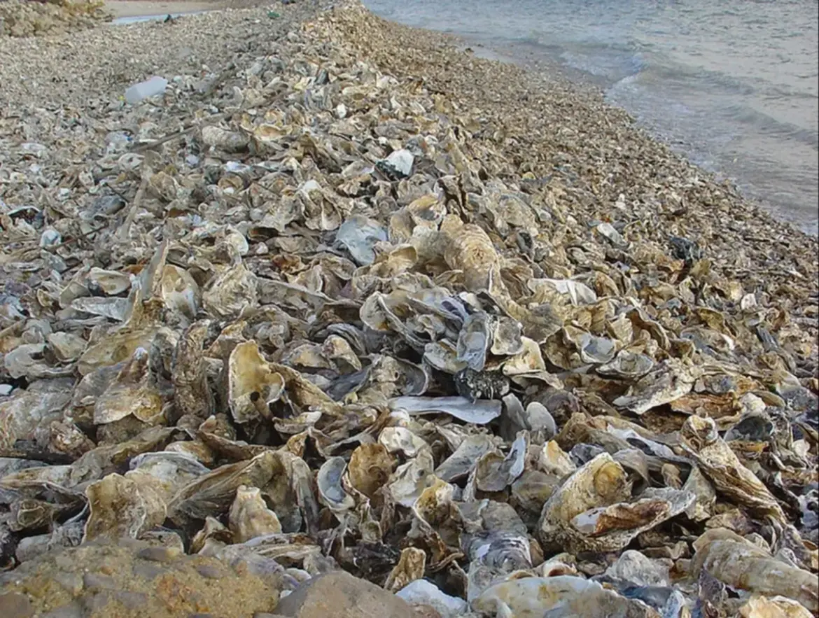 Preocupa la acumulación de cáscaras de ostras: «Si no se la trata en dos años, Los Pocitos se queda sin playa»